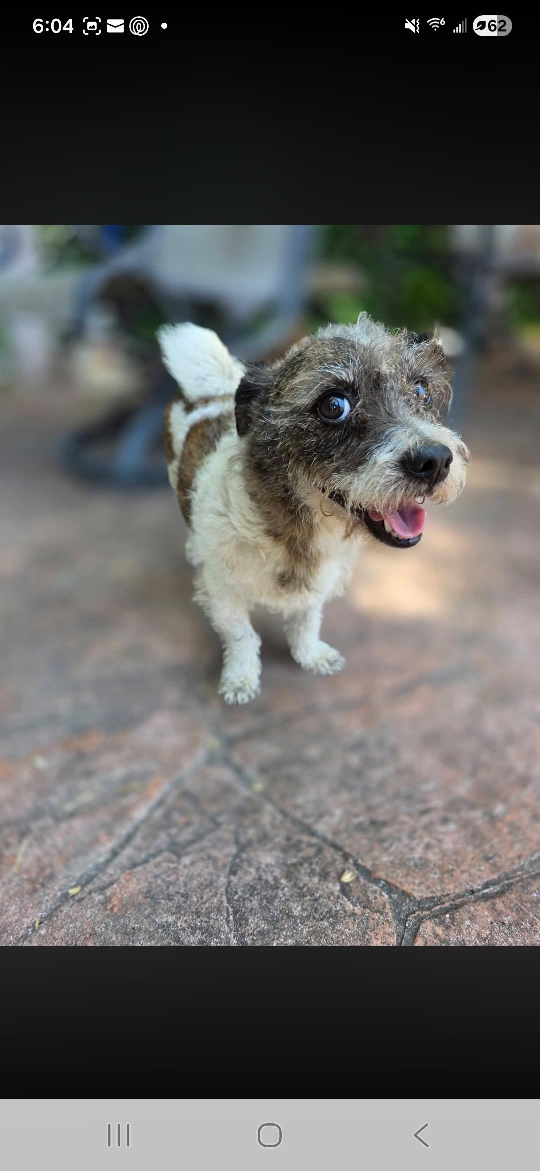 Guapo, adopted, Adult Male Parson Russell Terrier & Shih Tzu.