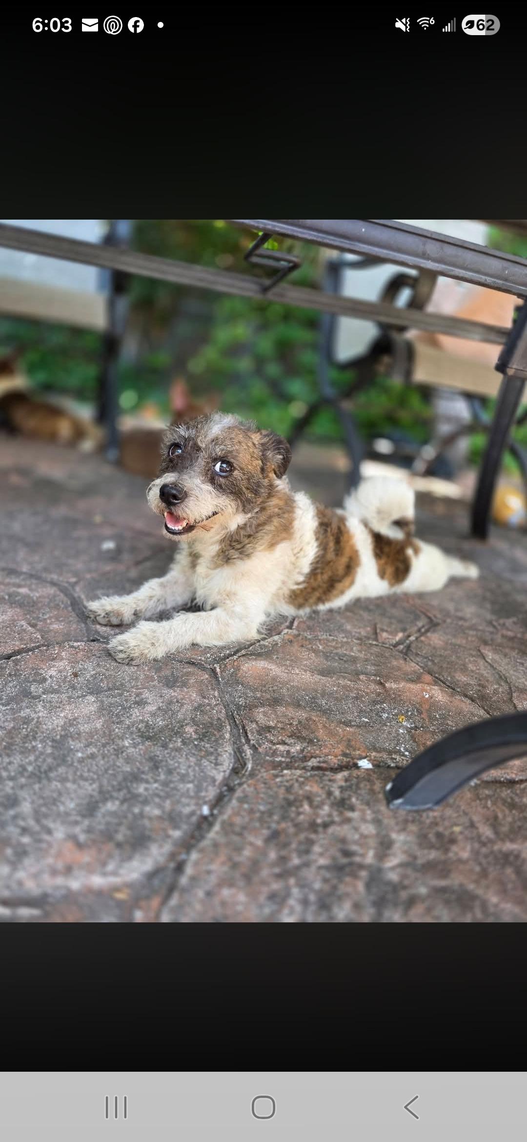 Guapo, an adopted mixed breed in Miami, FL image 2/3