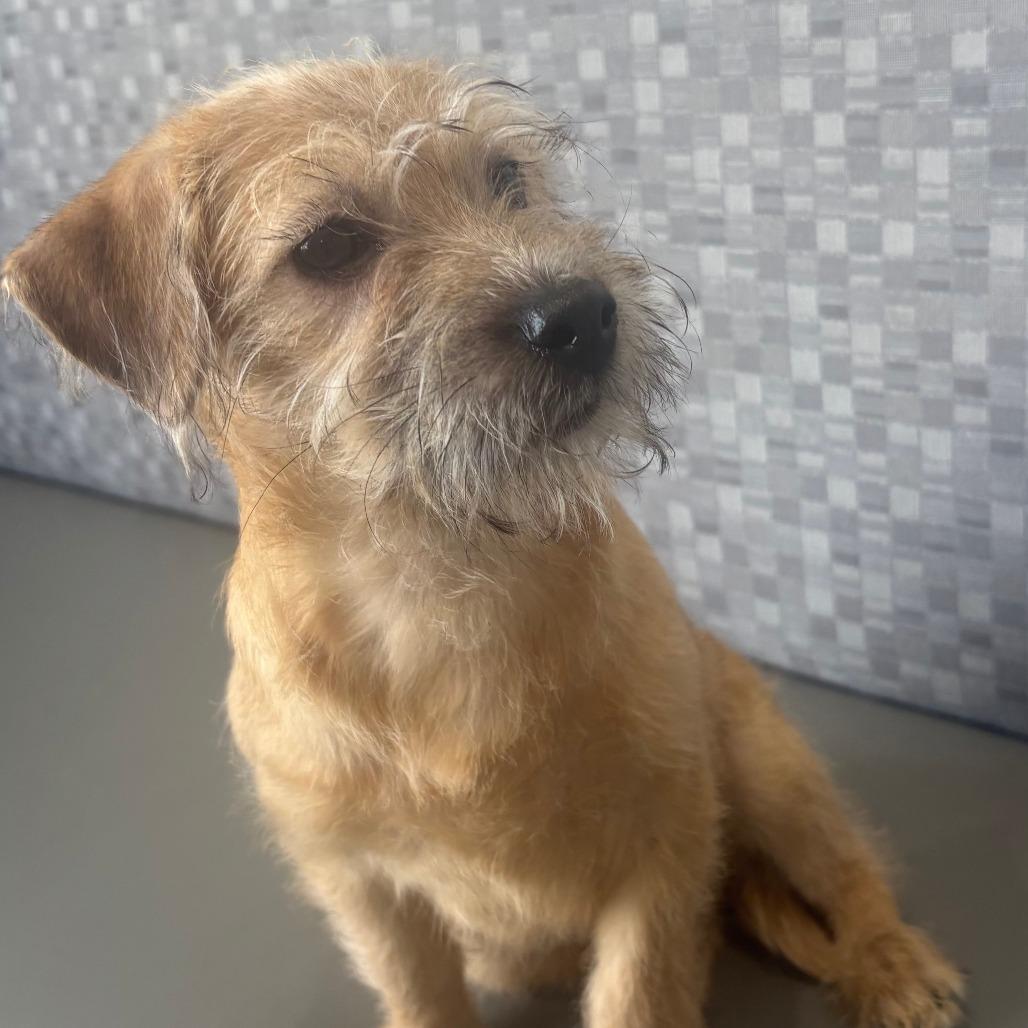 Milo, Adoptable, Puppy Male Terrier & Mixed Breed.