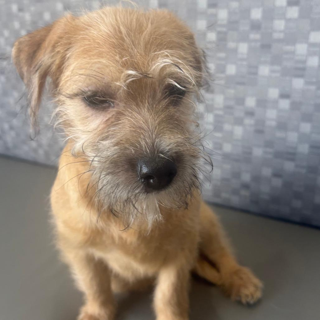 Enlarge Milo, a Adoptable mixed breed in Las Vegas, NV image 2/4