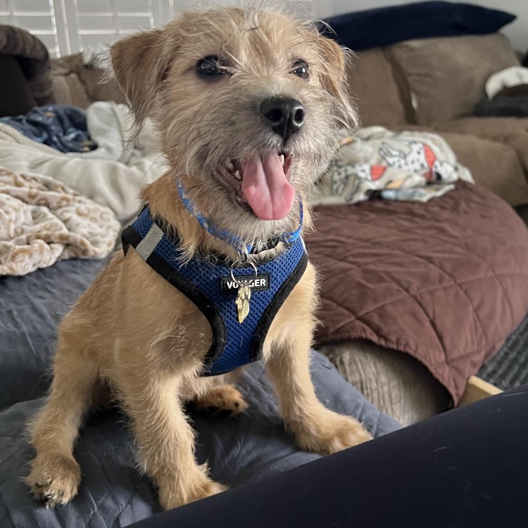 Enlarge Milo, a Adoptable mixed breed in Las Vegas, NV image 3/4