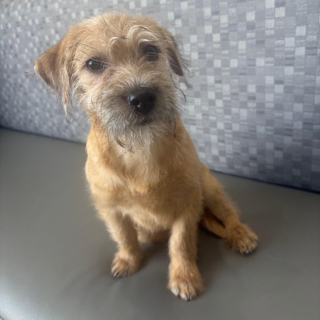 Enlarge Milo, a Adoptable mixed breed in Las Vegas, NV image 4/4