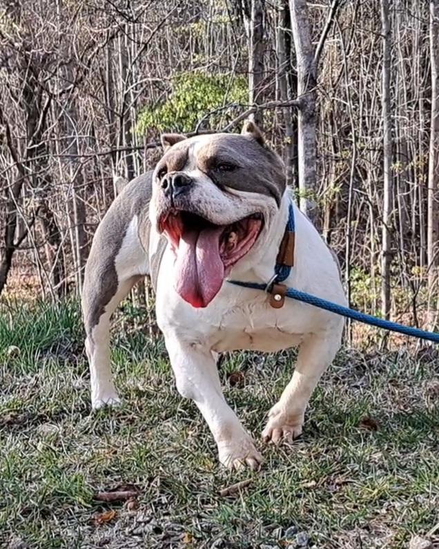 Lola Bulldog Sis