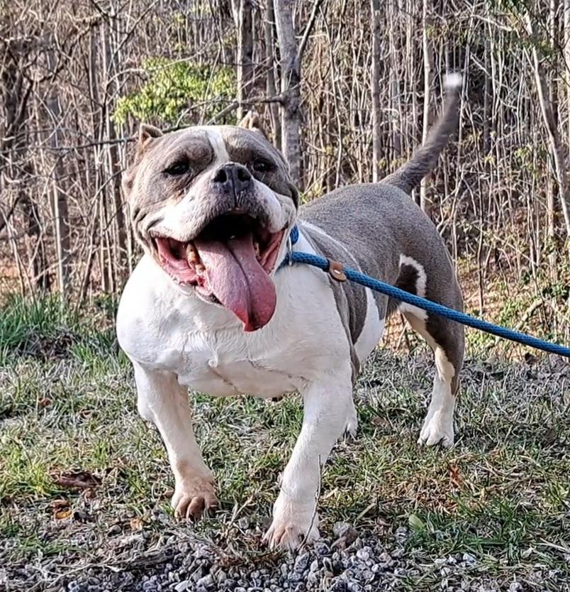 Lola Bulldog Sis