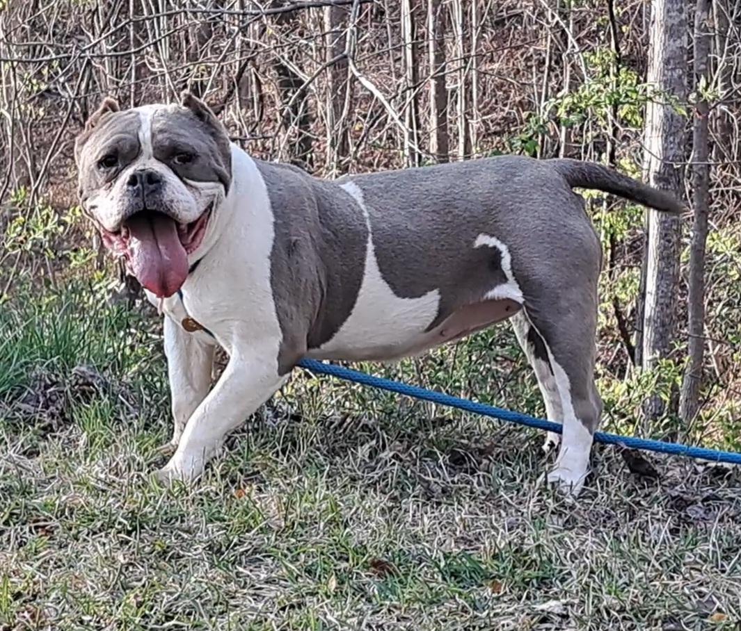 Lola Bulldog Sis