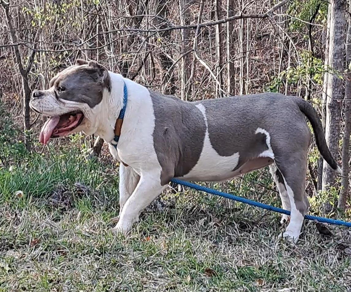Lola Bulldog Sis