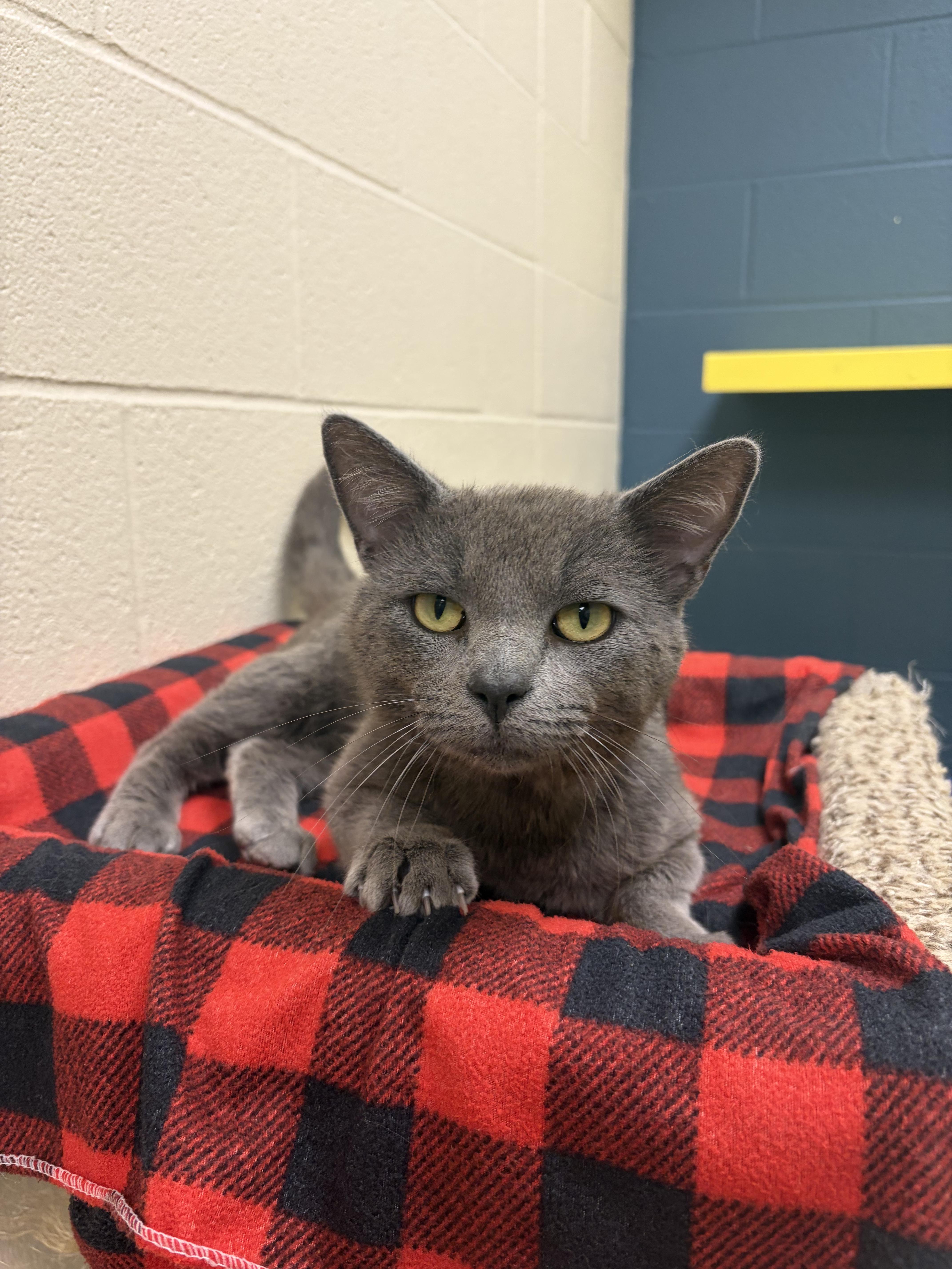 Tater, an adopted mixed breed in Valparaiso, IN image 2/2