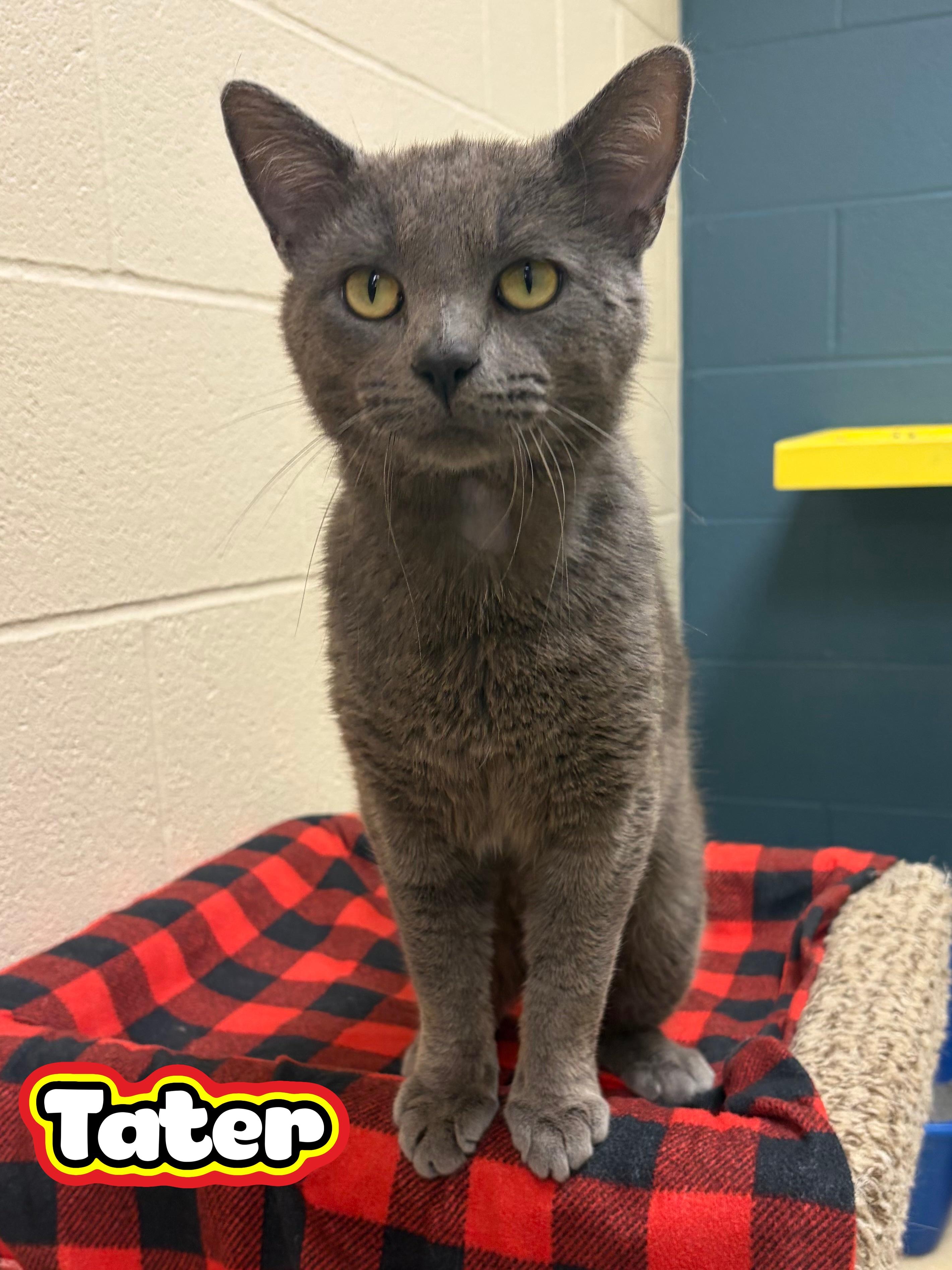 Tater, adopted, Adult Male Domestic Short Hair.