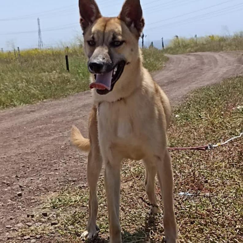Enlarge Beyli, a Adoptable mixed breed in Chula Vista, CA image 2/2