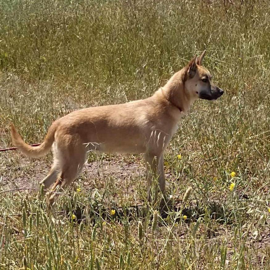Beyli, Young Male Belgian Shepherd / Malinois