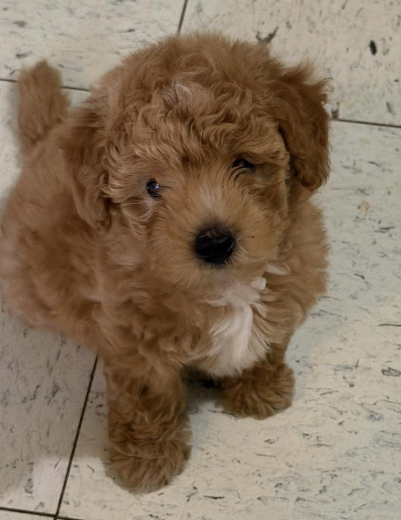 Enlarge Sonny, an adopted Goldendoodle in Vicksburg, MS image 2/2