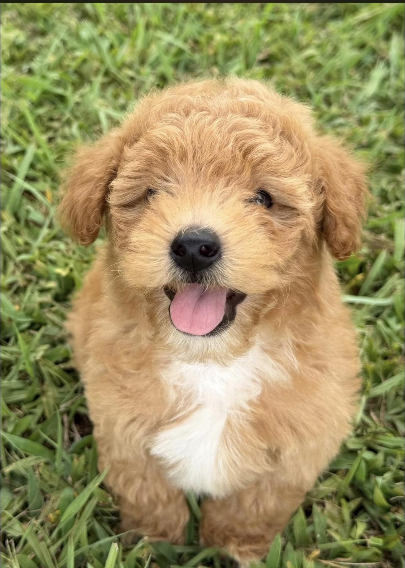 Sonny, adopted, Puppy Male Goldendoodle.