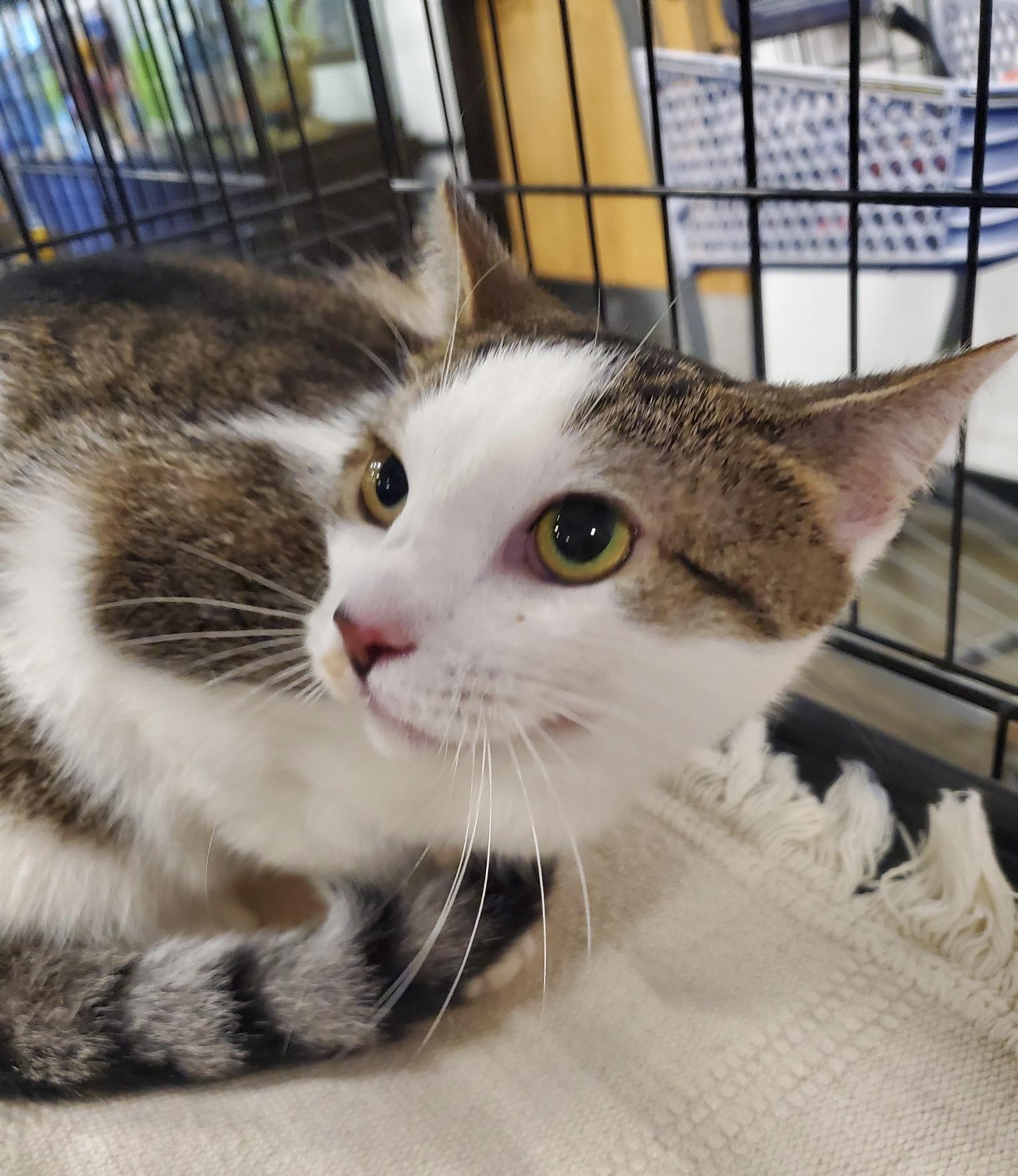 Enlarge Jelly Bean, a ADOPTABLE Domestic Short Hair in Somerset, NJ image 2/4