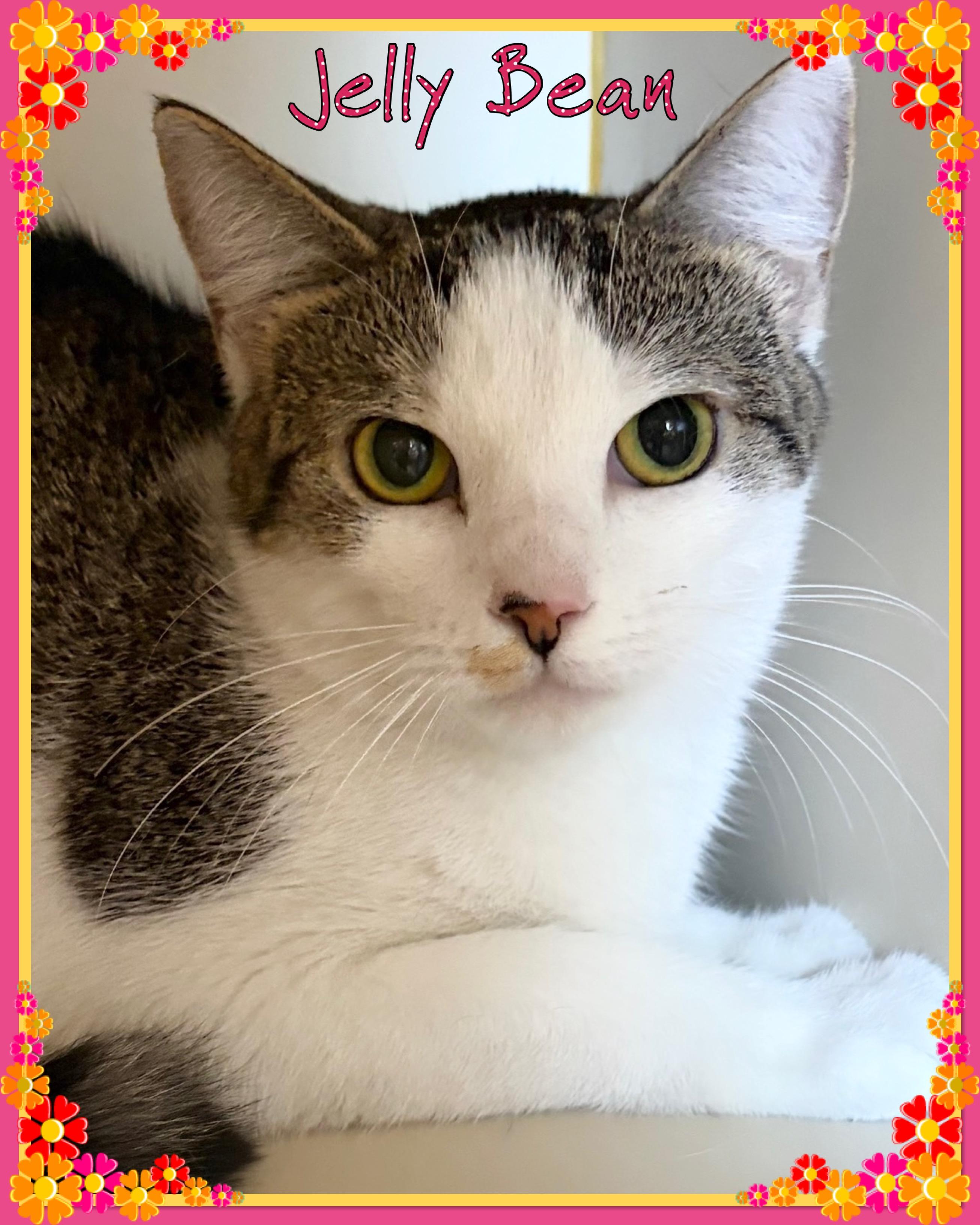 Jelly Bean, ADOPTABLE, Young Female Domestic Short Hair.