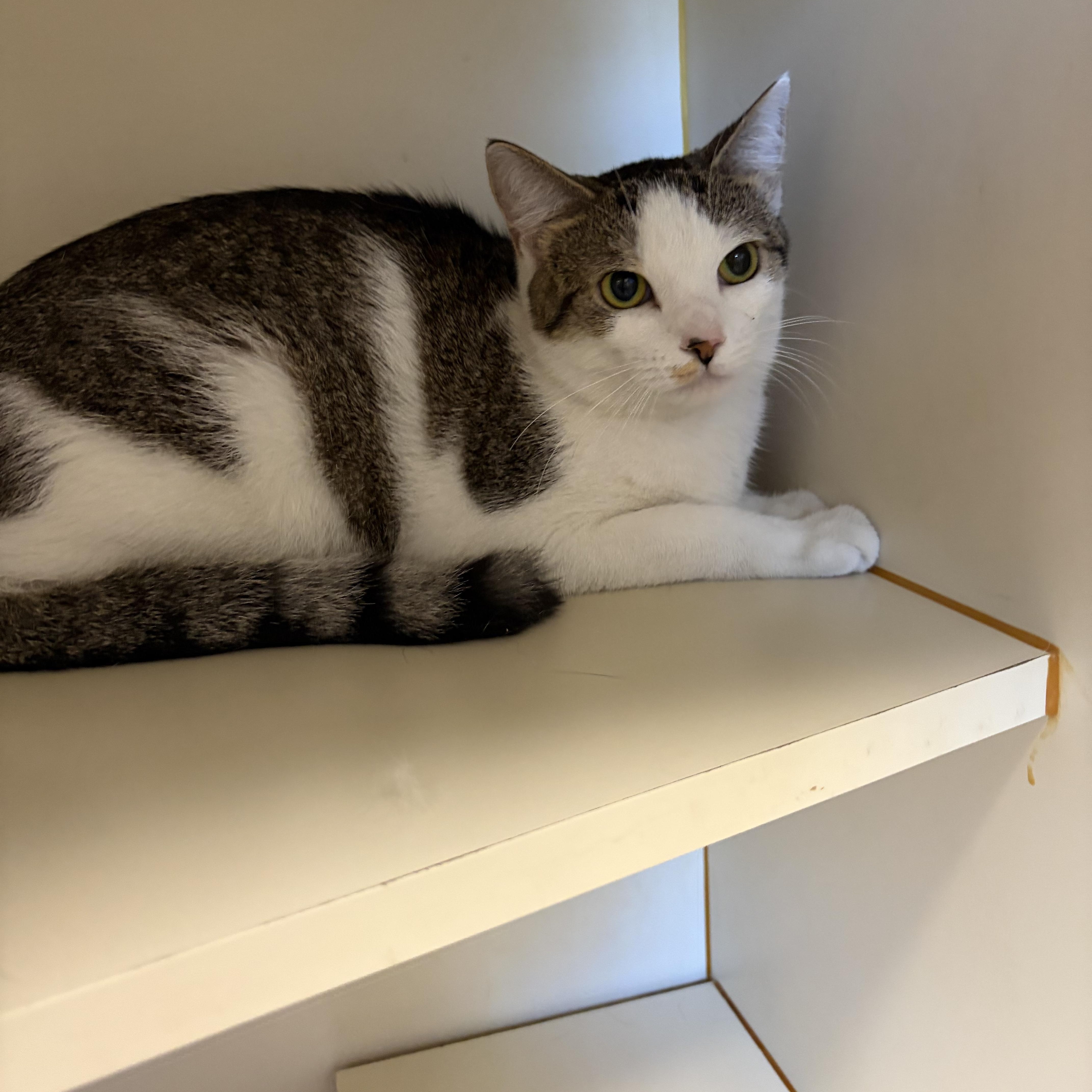 Enlarge Jelly Bean, a ADOPTABLE Domestic Short Hair in Somerset, NJ image 3/4