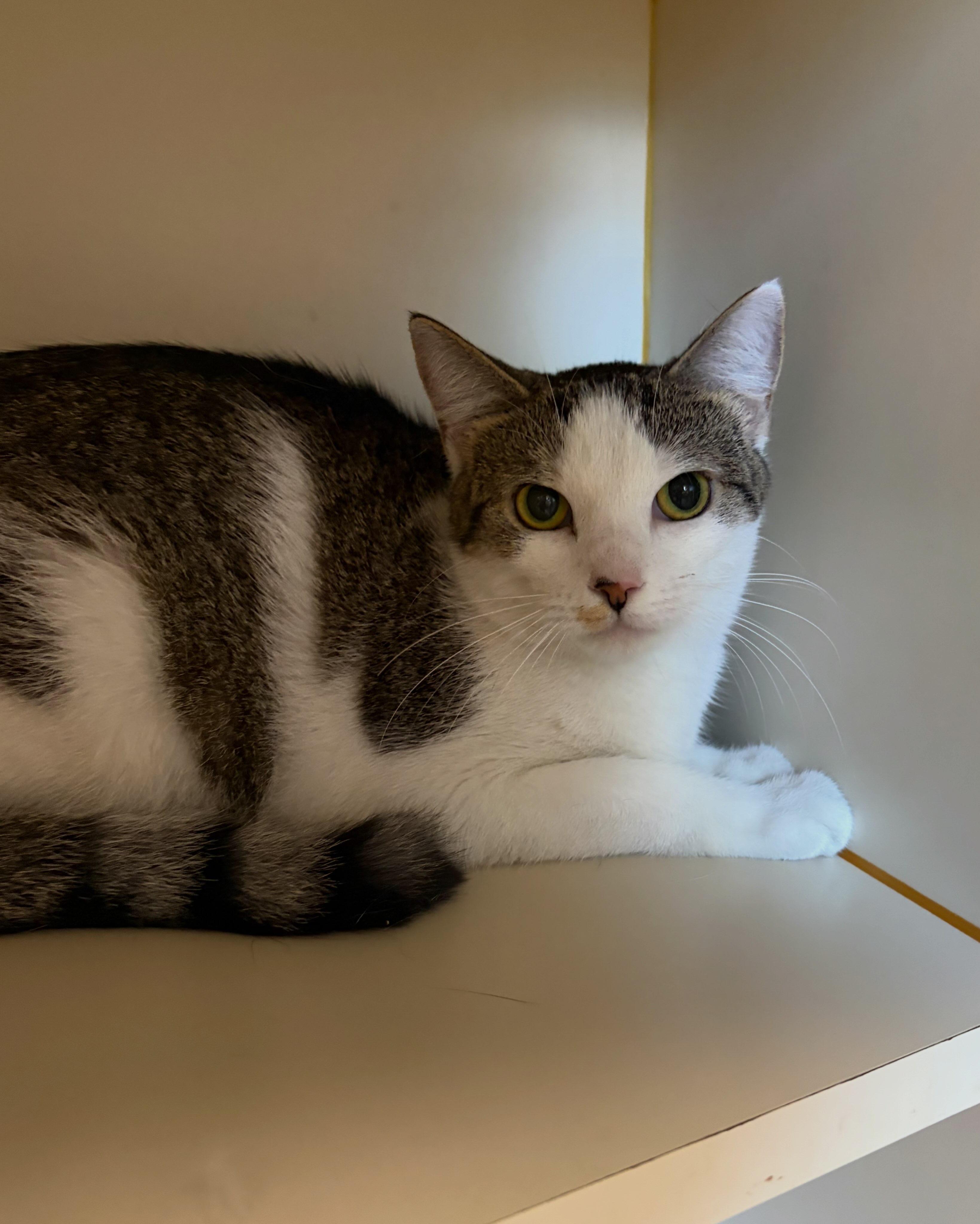 Enlarge Jelly Bean, a ADOPTABLE Domestic Short Hair in Somerset, NJ image 4/4