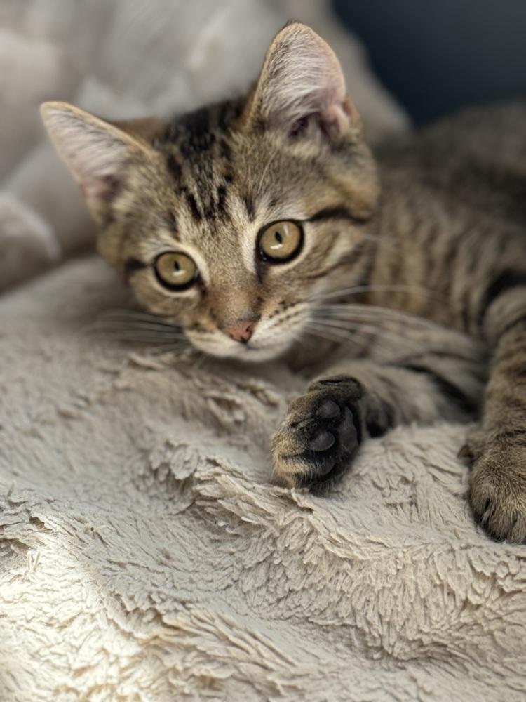 Ace, a Adoptable Domestic Short Hair in Lewisburg, PA image 3/3