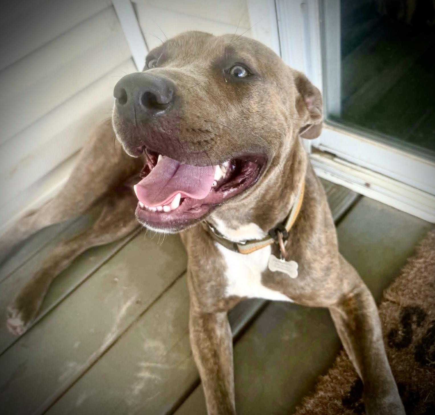 BAM BAM, Adoptable, Young Male American Bully.