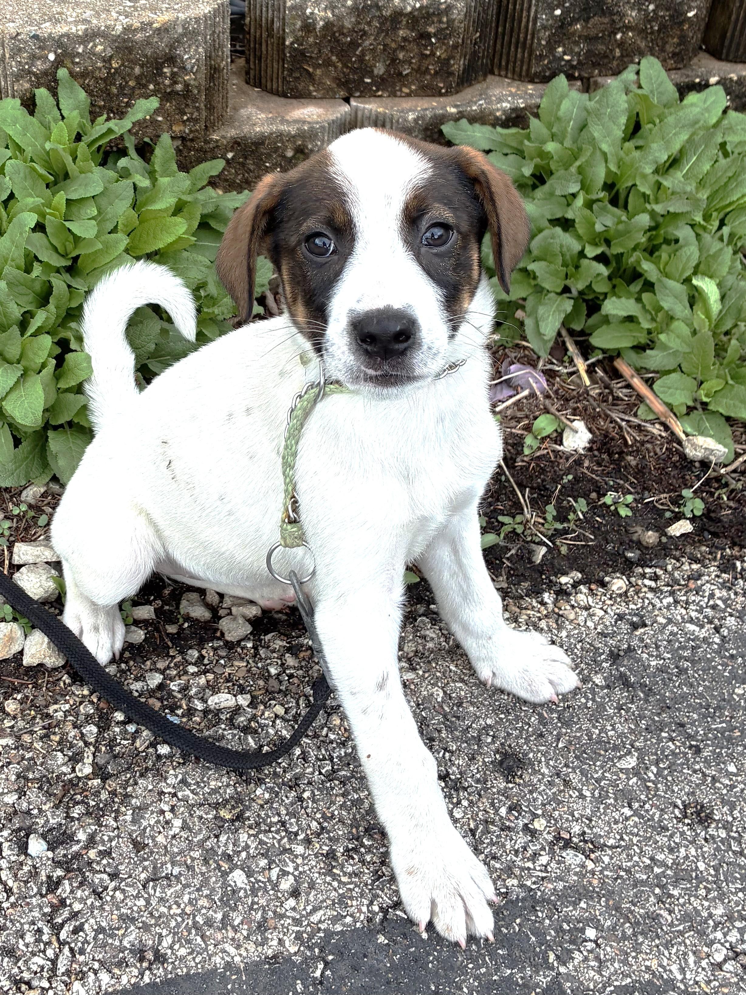 Pompetta, Adoptable, Puppy Female Mixed Breed.