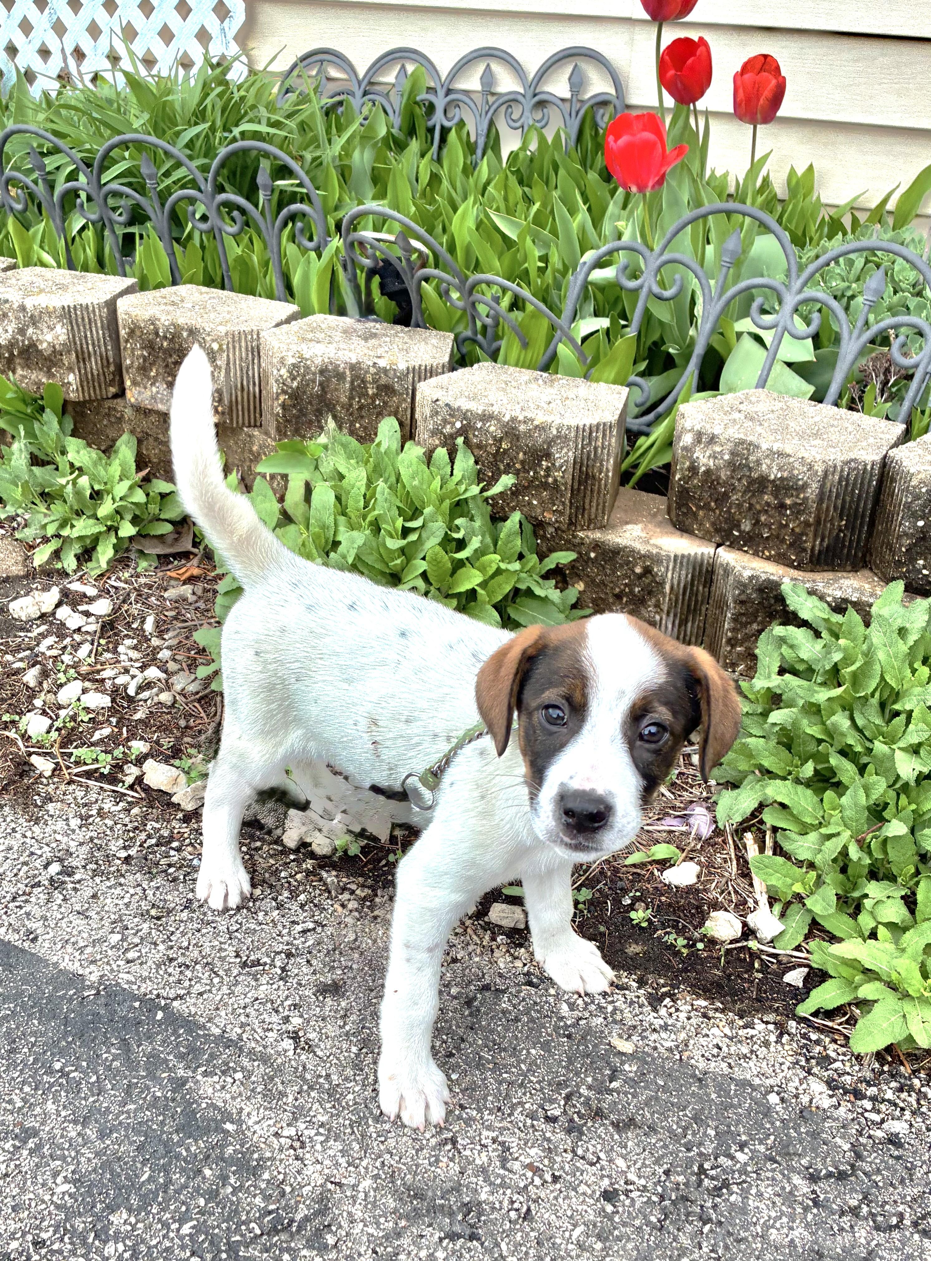 Enlarge Pompetta, a Adoptable mixed breed in West Chicago, IL image 2/3