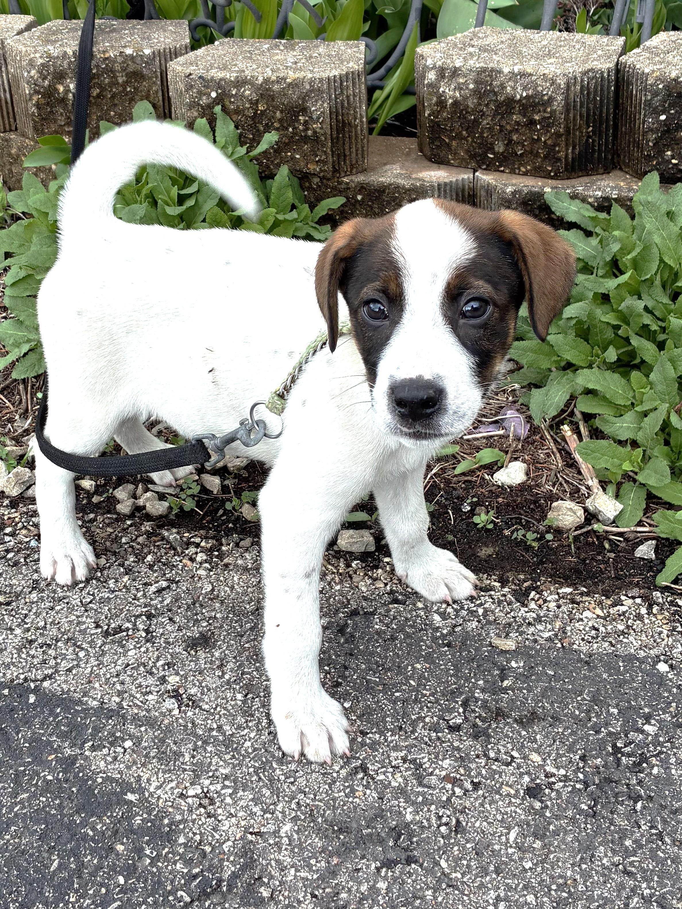 Enlarge Pompetta, a Adoptable mixed breed in West Chicago, IL image 3/3