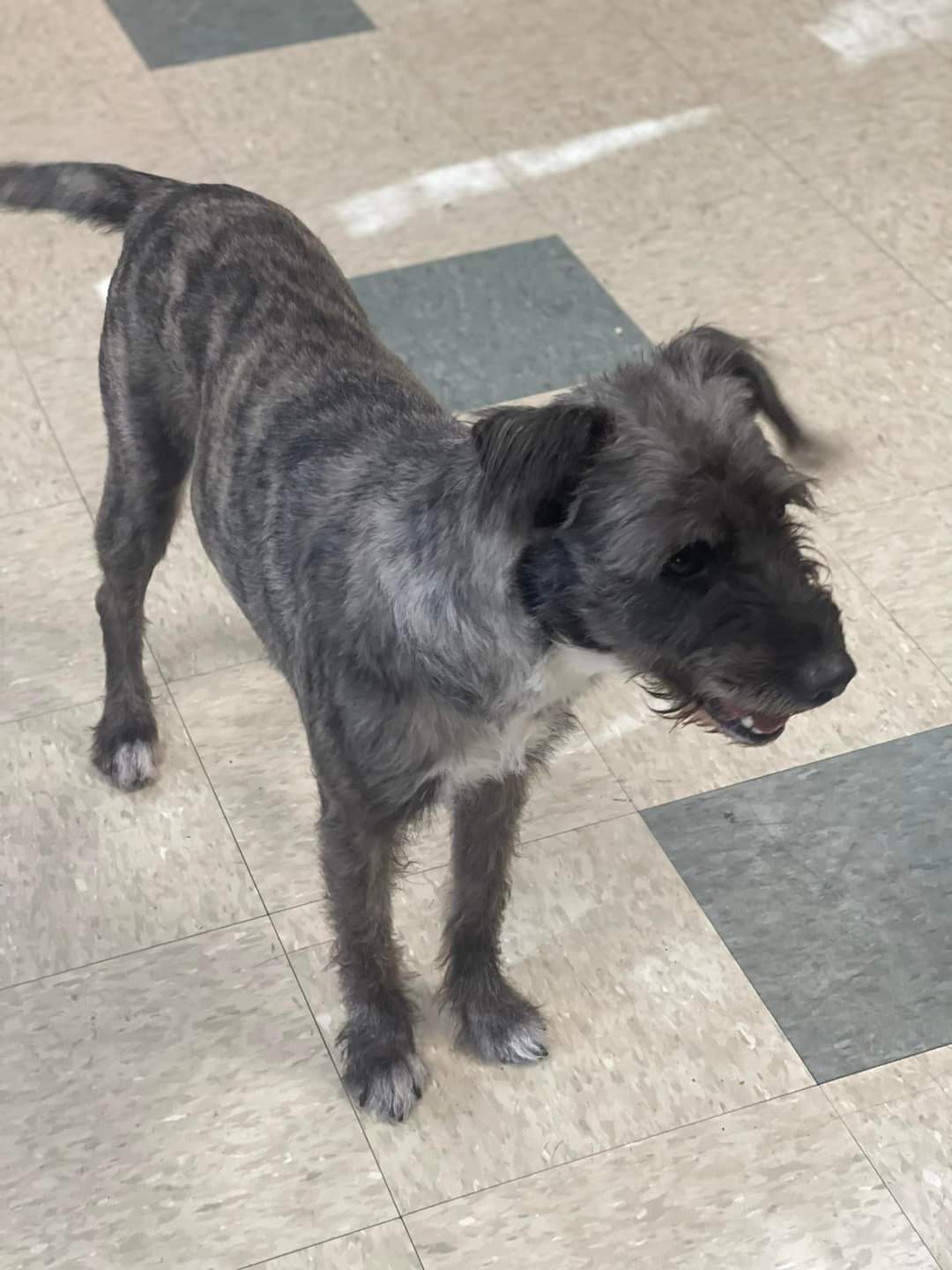 Dog for adoption Cookie, a Mixed Breed in Stratford, CT Petfinder