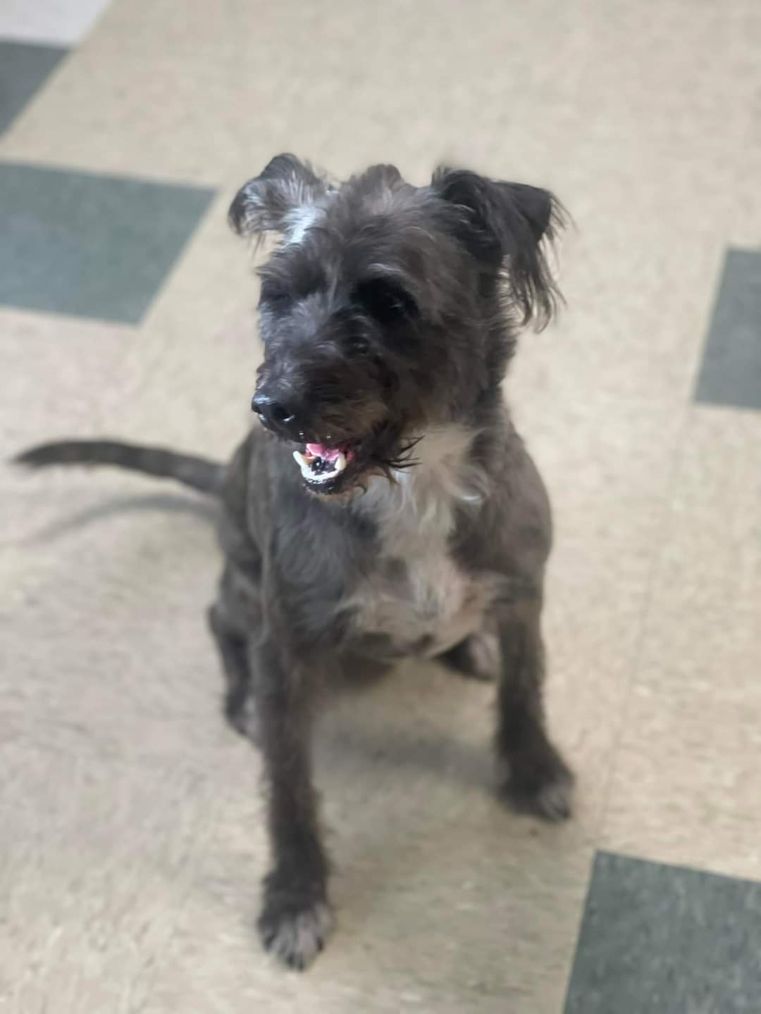 Dog for adoption Cookie, a Mixed Breed in Stratford, CT Petfinder