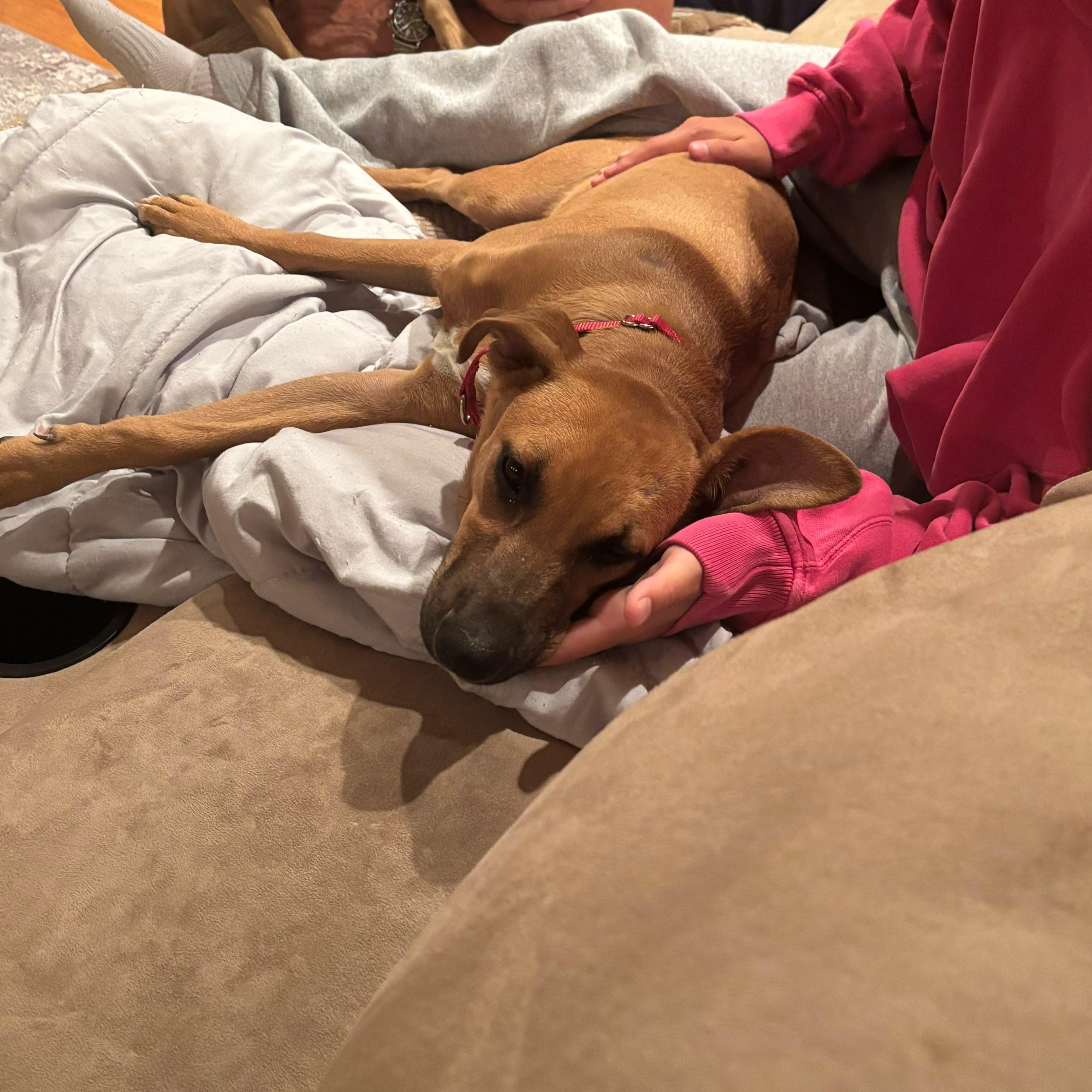 Enlarge Copper, a Adoptable Mixed Breed in Weymouth, MA image 6/6