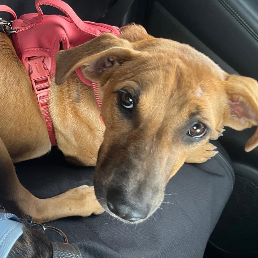 Copper, Adoptable, Puppy Female Mixed Breed.