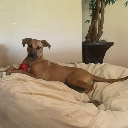 Enlarge Copper, a Adoptable Mixed Breed in Weymouth, MA image 5/6