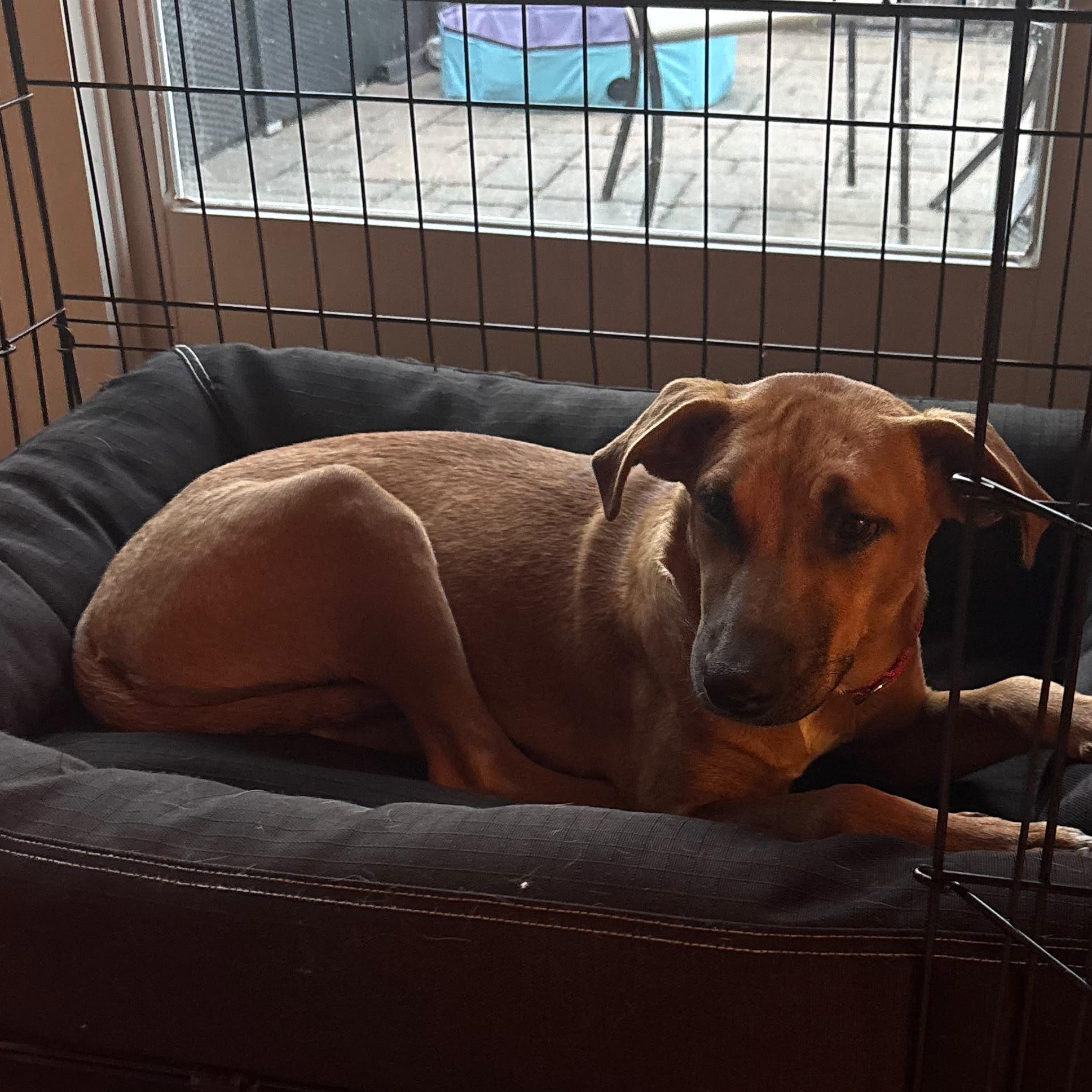 Enlarge Copper, a Adoptable Mixed Breed in Weymouth, MA image 4/6