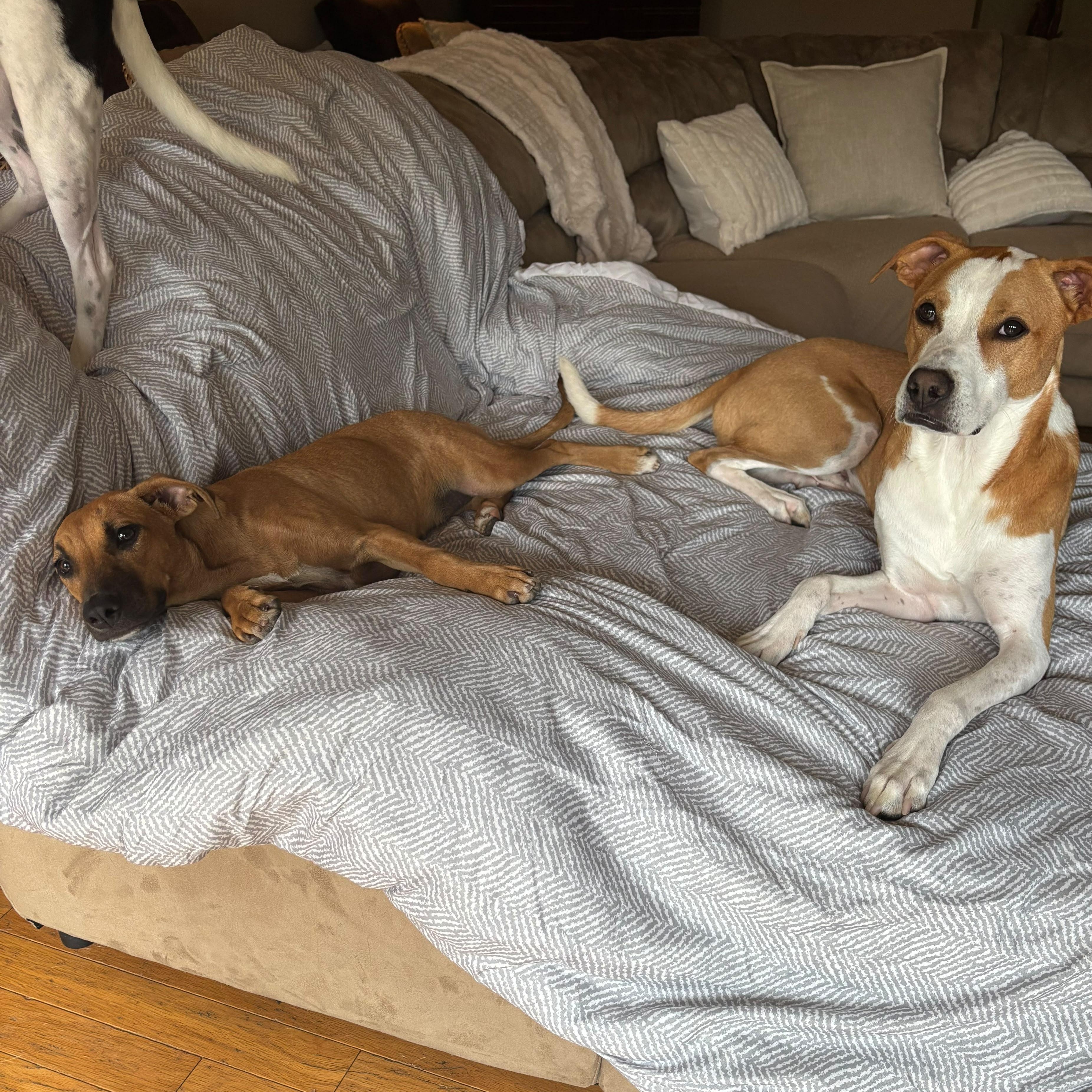 Enlarge Copper, a Adoptable Mixed Breed in Weymouth, MA image 3/6