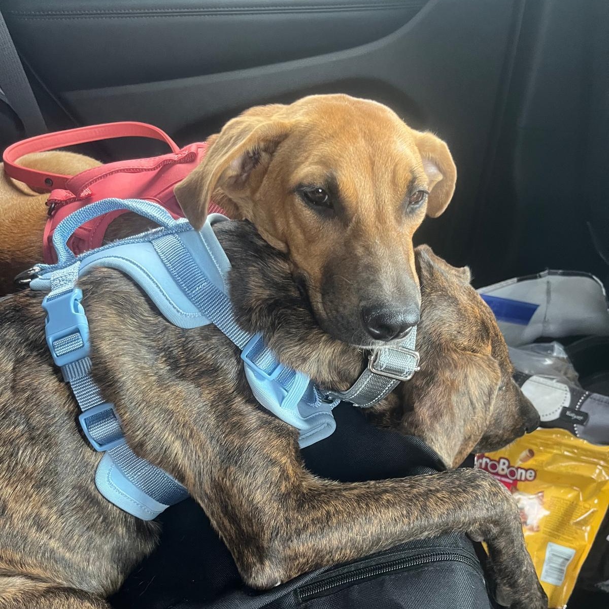 Enlarge Copper, a Adoptable Mixed Breed in Weymouth, MA image 2/6