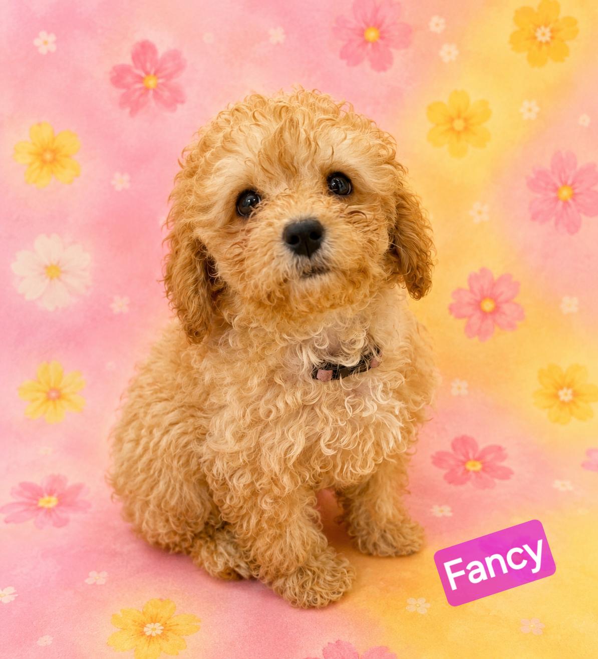 Fancy, an adopted Cavapoo in Wheelersburg, OH image 1/3