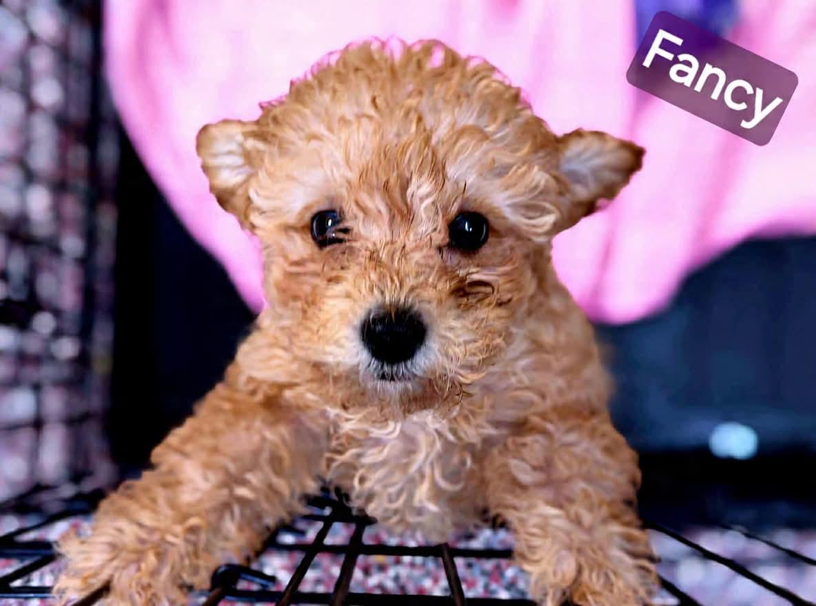 Fancy, an adopted Cavapoo in Wheelersburg, OH image 3/3