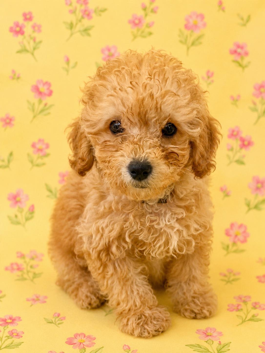 Fancy, an adopted Cavapoo in Wheelersburg, OH image 2/3