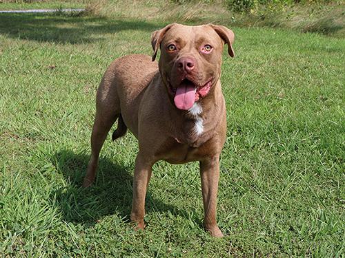Brock, Adoptable, Adult Male Mastiff & Labrador Retriever.