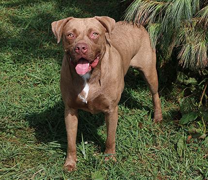 Enlarge Brock, a Adoptable mixed breed in Charles Town, WV image 2/3