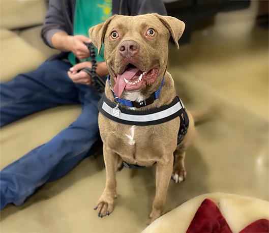 Brock, Adoptable, Adult Male Terrier & Labrador Retriever.