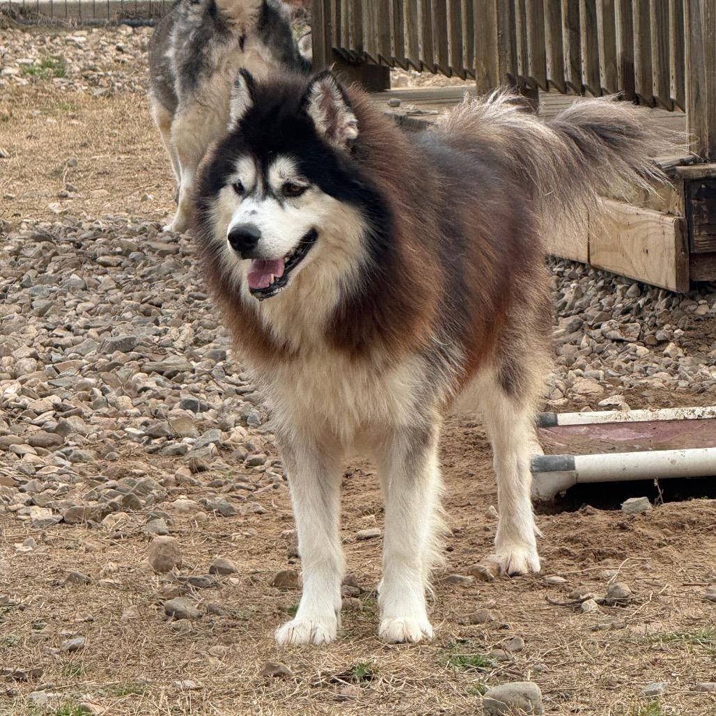 Rumble, Adoptable, Adult Male Husky.