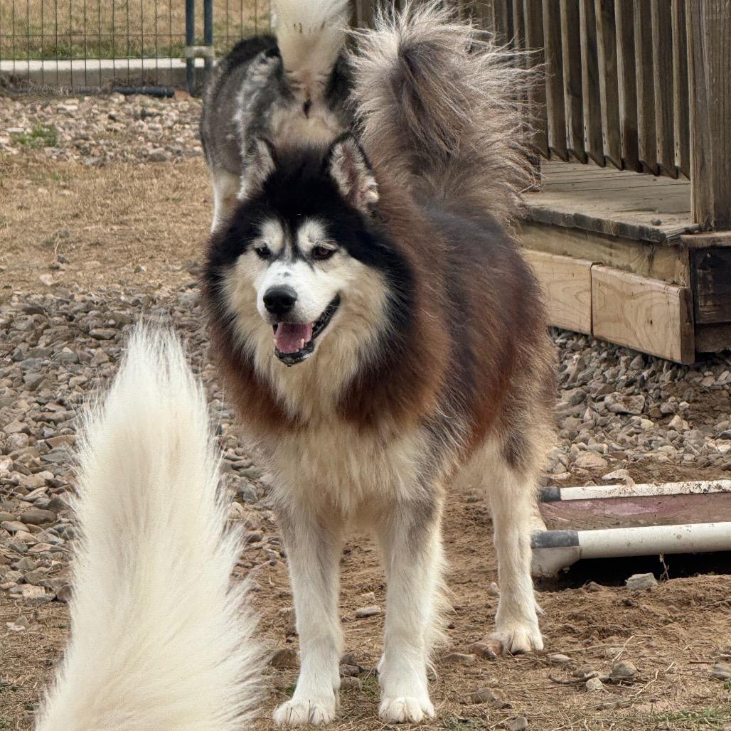Enlarge Rumble, a Adoptable Husky in Eufaula, OK image 2/6