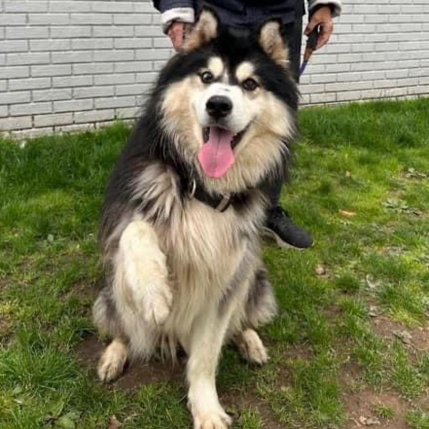 Rumble, a Adoptable Husky in Eufaula, OK image 2/4