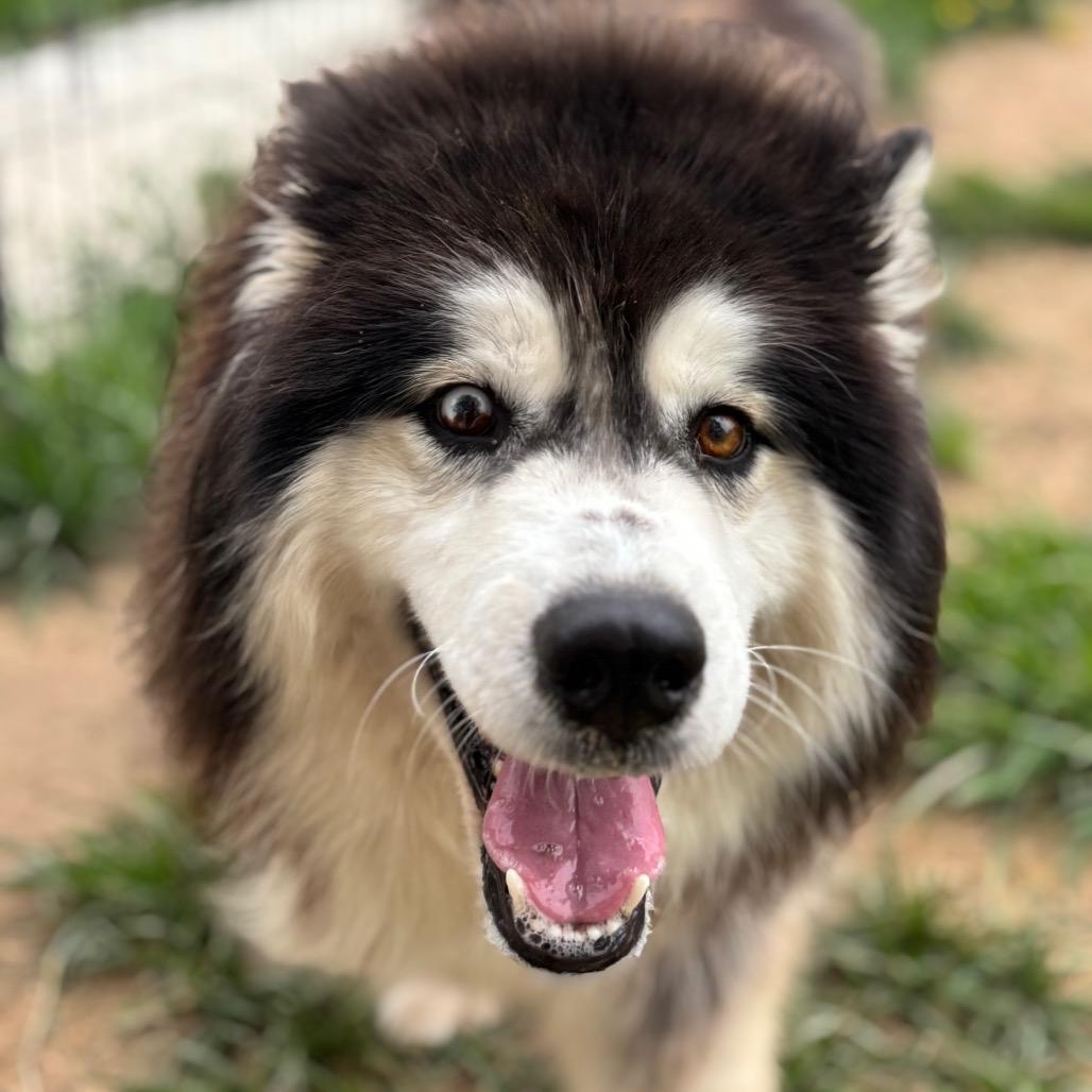 Rumble, Adoptable, Adult Male Husky.