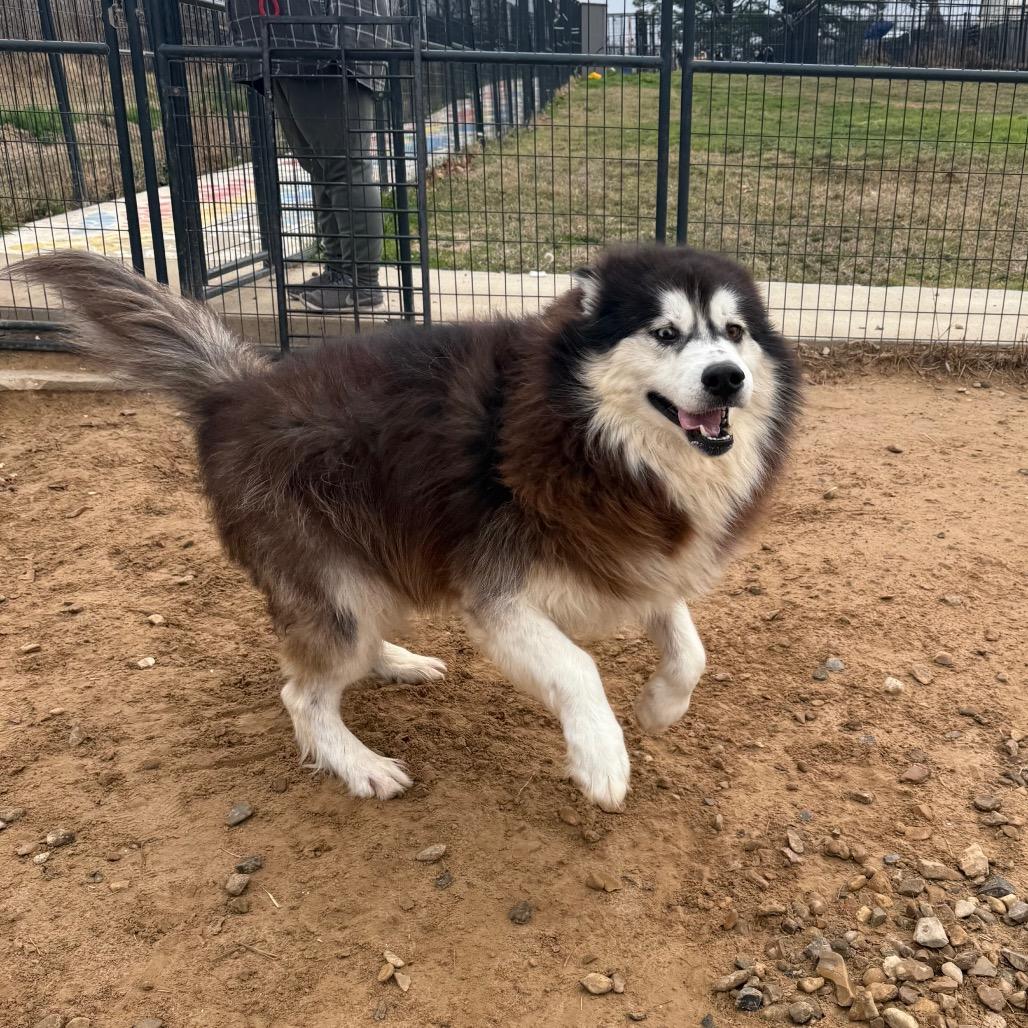 Enlarge Rumble, a Adoptable Husky in Eufaula, OK image 4/6