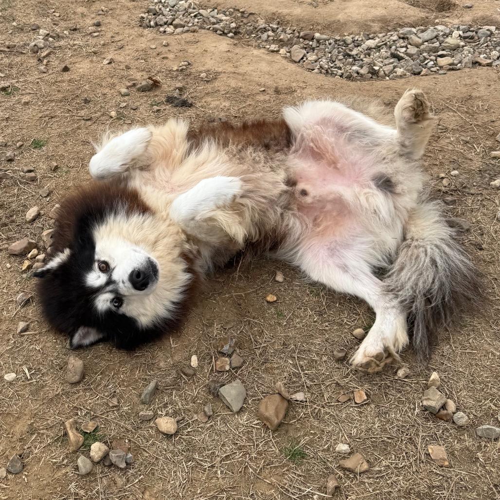 Enlarge Rumble, a Adoptable Husky in Eufaula, OK image 6/6
