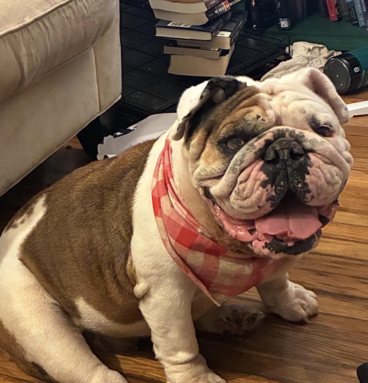 Enlarge Gladys, a Adoptable English Bulldog in Richmond, VA image 5/6