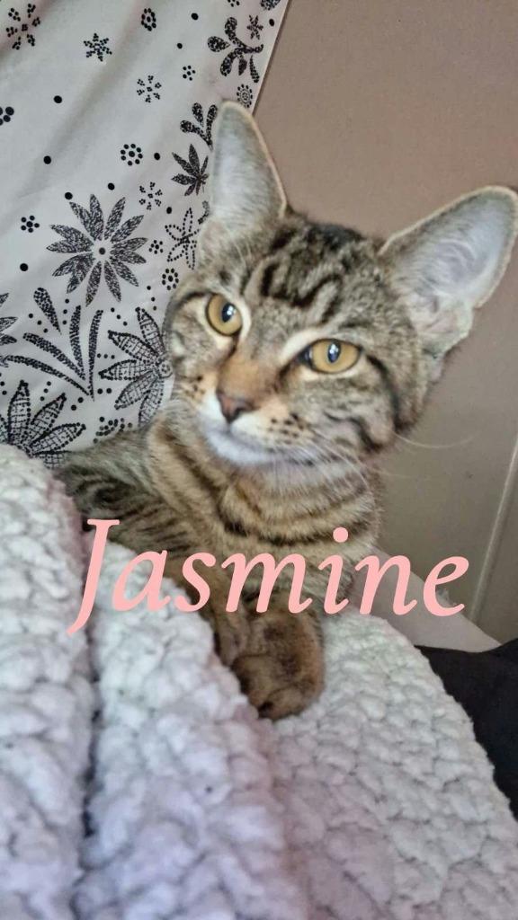 Enlarge Jasmine, a Adoptable mixed breed in Crocker, MO image 1/1