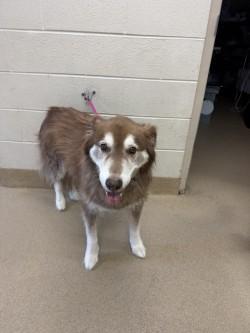 Enlarge Toasty, a Adoptable mixed breed in Farmers Branch, TX image 1/2