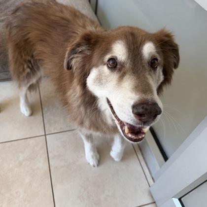 Enlarge Toasty, a Adoptable mixed breed in Farmers Branch, TX image 2/2