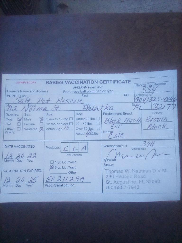 Cole, Adoptable, Senior Male Black Mouth Cur.